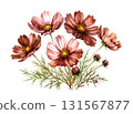 Watercolor illustration of chocolate-colored cosmos 131567877