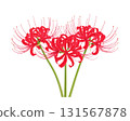 Watercolor illustration of red spider lily 131567878