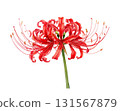 Watercolor illustration of red spider lily 131567879
