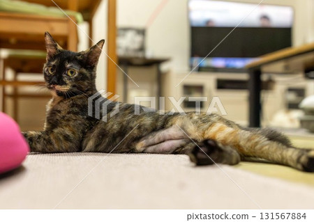 Sabi cat Sabi cat 131567884