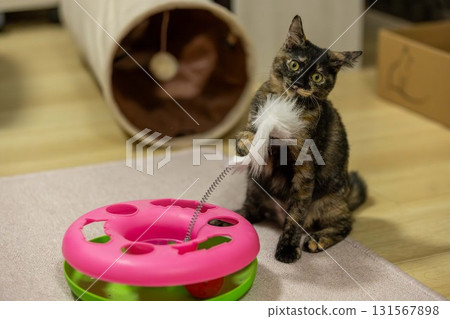 Rust Cat Rust Cat 131567898
