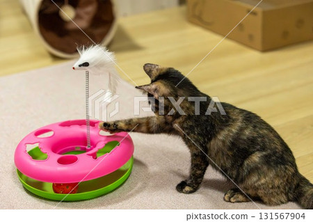 Rust Cat 131567904