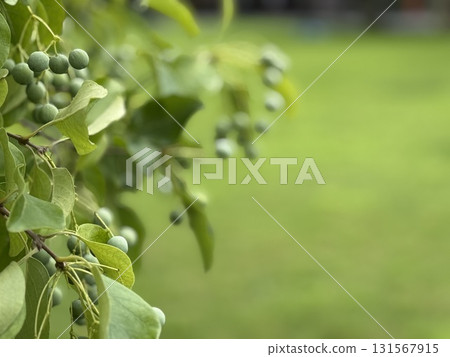 綠葉和未成熟果實的特寫 131567915