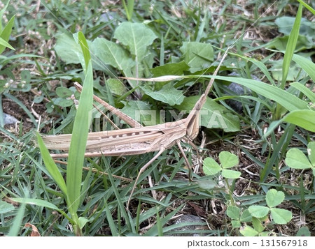 一隻蚱蜢躲在草叢裡 一隻蚱蜢躲在草叢裡 131567918