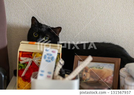 Black cat  131567937