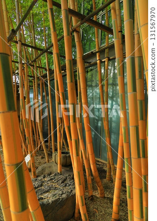 南青山梅藏院 131567970