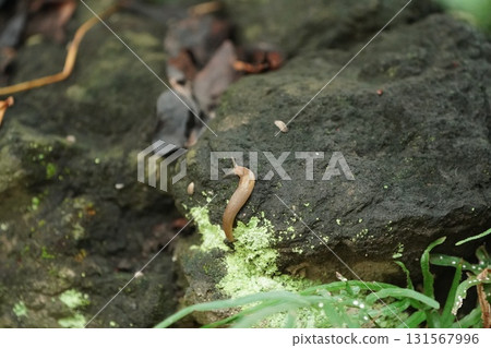 雨後花園出現蛞蝓 雨後花園出現蛞蝓 131567996