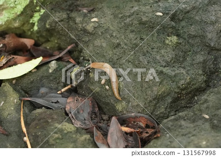 雨後花園出現蛞蝓 131567998