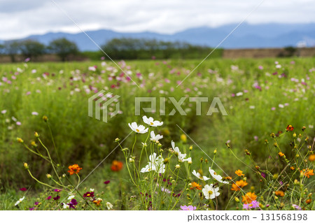 福井縣代表性的波斯菊名勝-宮之下波斯菊廣園 福井縣代表性的波斯菊名勝-宮之下波斯菊廣園 131568198