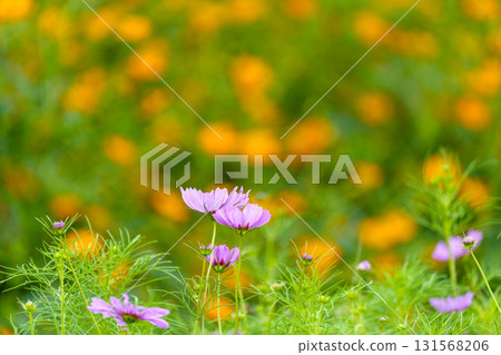 福井縣代表性的波斯菊名勝－宮之下波斯菊廣園 131568206