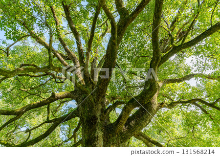 A big tree of fresh green A big tree of fresh green 131568214