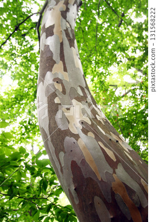 Trunk of summer camellia Trunk of summer camellia 131568222