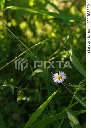 Wildflower in the Grass 131568260