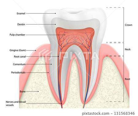 Human tooth structure vector diagram. The anatomy of the tooth. Cross section scheme representing tooth layers enamel, dentine, pulp with blood vessels and nerves, cementum and structures around it. Human tooth structure vector diagram. The anatomy of the tooth. Cross section scheme representing tooth layers enamel, dentine, pulp with blood vessels and nerves, cementum and structures around it. 131568346