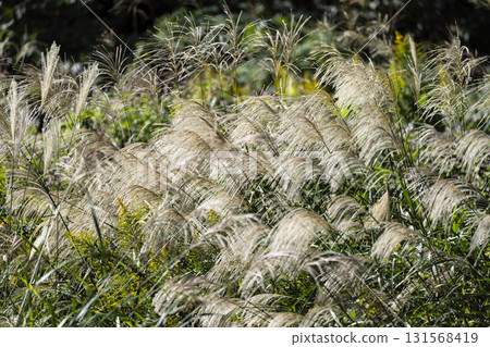 Autumn Satoyama landscape Autumn Satoyama landscape 131568419
