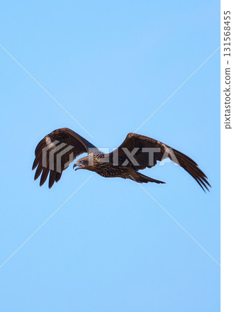 A kite flying in the blue sky 131568455