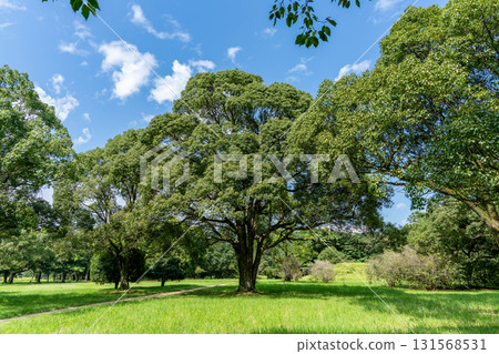 有大樹的公園 有大樹的公園 131568531