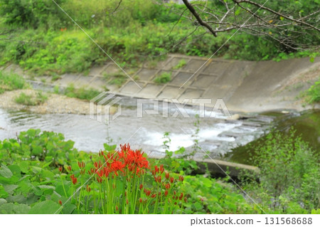 A cluster amaryllis blooming at the water's edge A cluster amaryllis blooming at the water's edge 131568688