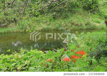 A cluster amaryllis blooming at the water's edge A cluster amaryllis blooming at the water's edge 131568689