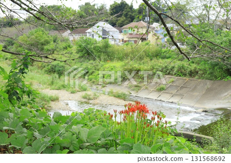 一簇簇的孤挺花盛開在水邊 一簇簇的孤挺花盛開在水邊 131568692