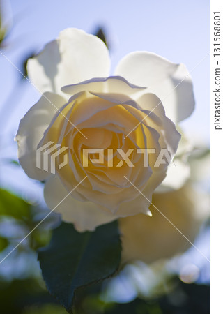 White roses are in bloom in the rose garden. The name of this rose is Edelweiss. 131568801