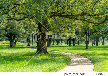 鬱鬱蔥蔥的公園 鬱鬱蔥蔥的公園 131568822
