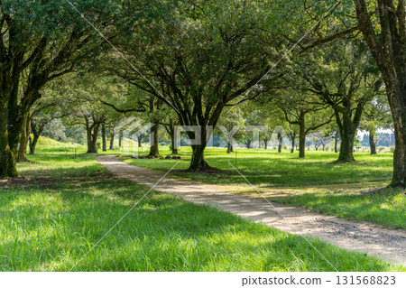 鬱鬱蔥蔥的公園 131568823