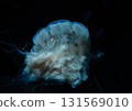 漂流水母 131569010