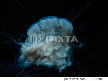 Drifting jellyfish 131569010