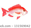 Watercolor illustration of red sea bream 131569042