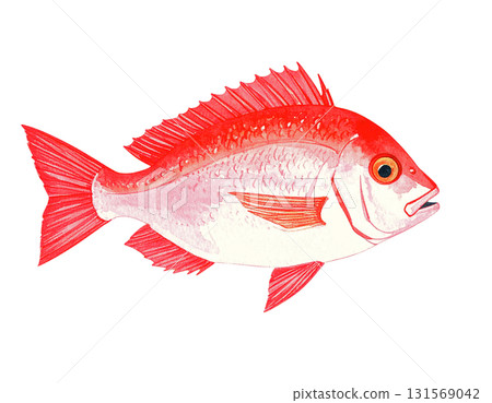 紅鯛魚的水彩插圖 131569042
