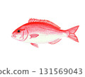 Watercolor illustration of red sea bream 131569043