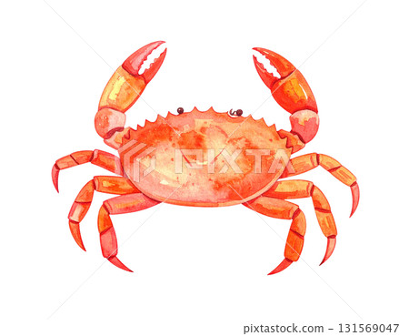 Crab watercolor illustration 131569047