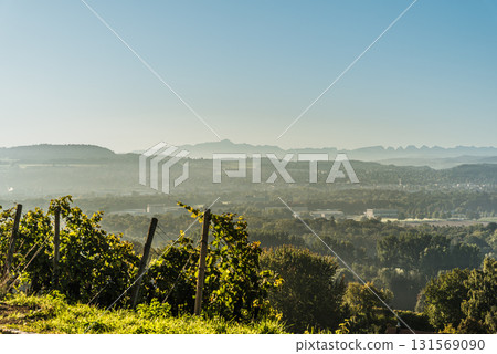 Vineyard in Canton of Thurgau, Switzerland with scenic Alpstein mountain range in background 131569090