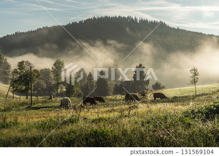 Cows grazing in misty meadow, Jostal valley, Black Forest, Titisee-Neustadt, Germany 131569104