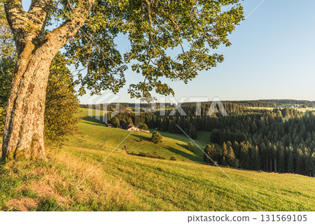 Hilly landscape of the Black Forest near St. Maergen, Baden-Wuerttemberg, Germany Hilly landscape of the Black Forest near St. Maergen, Baden-Wuerttemberg, Germany 131569105