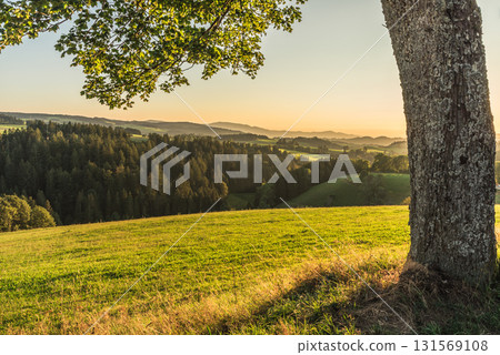 Forested hills of the Black Forest in golden evening light, St. Maergen, Baden-Wuerttemberg, Germany Forested hills of the Black Forest in golden evening light, St. Maergen, Baden-Wuerttemberg, Germany 131569108