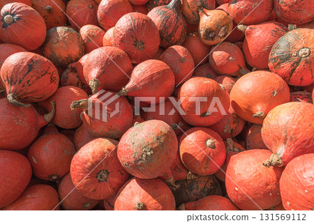 Red Kuri squash, Hokkaido pumpkins (Cucurbita maxima) freshly harvested in Germany 131569112