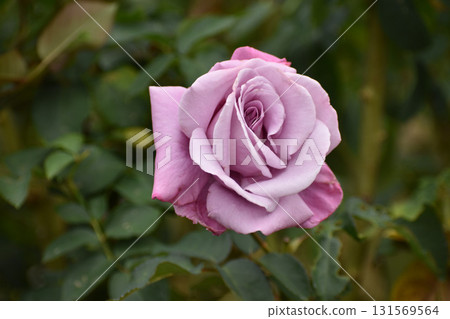 Purple autumn roses Purple autumn roses 131569564