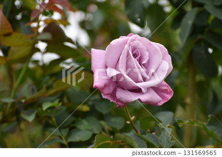 紫色秋玫瑰 131569565