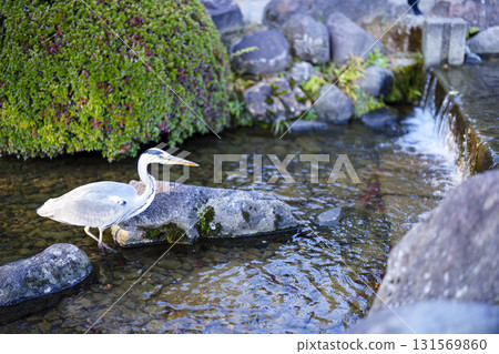 金澤兼六園,日本三大名園之一,正值紅葉盛季 金澤兼六園,日本三大名園之一,正值紅葉盛季 131569860
