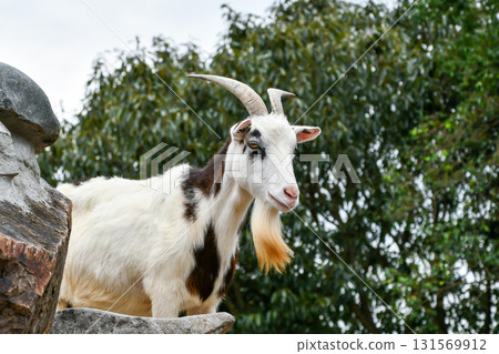 山羊 131569912