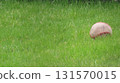 Hardball on the grass 131570015