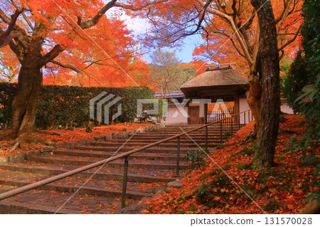 Magnificent autumn foliage in front of the temple gate at Anrakuji Temple (Sakyo Ward, Kyoto City) along the Philosopher's Path Magnificent autumn foliage in front of the temple gate at Anrakuji Temple (Sakyo Ward, Kyoto City) along the Philosopher's Path 131570028