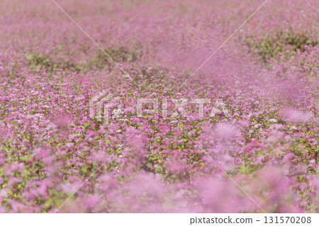 Akasoba，蕎麥花，Akasoba 村，長野縣，箕輪町，信州，花田，鮮花，粉紅色，盛開，自然， 131570208