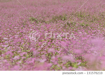 Akasoba，蕎麥花，Akasoba 村，長野縣，箕輪町，信州，花田，鮮花，粉紅色，盛開，自然， 131570210