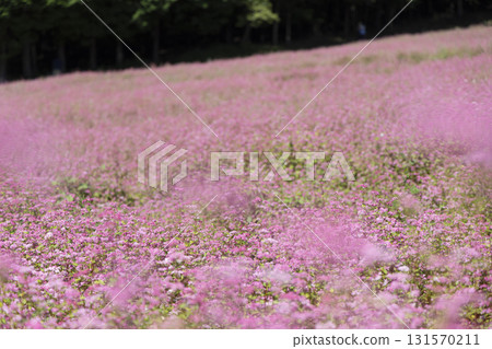 Akasoba, buckwheat flowers, Akasoba Village, Nagano, Minowa Town, Shinshu, flower field, flowers, pink, full bloom, nature, Akasoba, buckwheat flowers, Akasoba Village, Nagano, Minowa Town, Shinshu, flower field, flowers, pink, full bloom, nature, 131570211