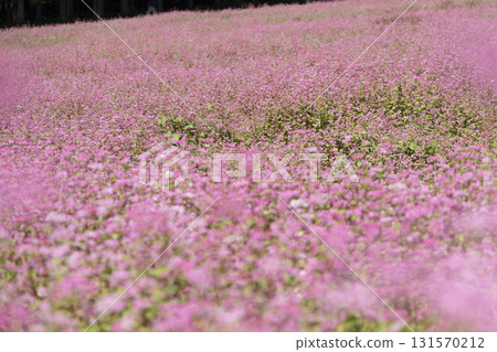 Akasoba, buckwheat flowers, Akasoba Village, Nagano, Minowa Town, Shinshu, flower field, flowers, pink, full bloom, nature, 131570212