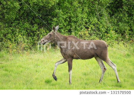 A female moose walks through a green meadow 131570500