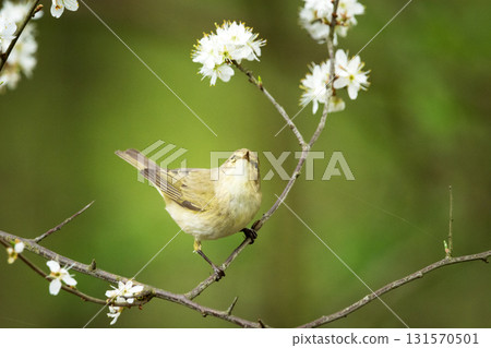 Common chiffchaff bird on a branch 131570501